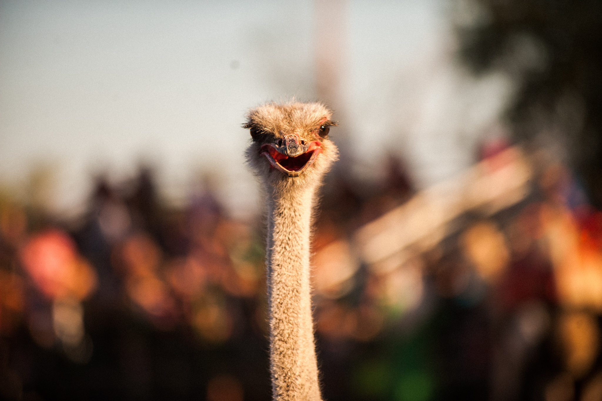 The 2024 Ostrich Festival this March Phoenix on the Cheap
